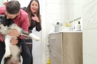 Se metieron al baño a escuchar música con su perro para distraerlo de los fuegos artificiales de año nuevo