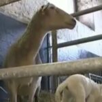El video viral del cordero de seis patas que nació en una granja de Alemania