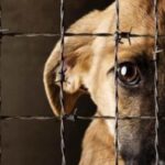 Proponen endurecer sanciones: 146 detenidos por maltrato animal durante el primer semestre de 2023