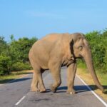 Turistas intentaron tomarse una selfie con un elefante en la India y terminaron perseguidos por el animal