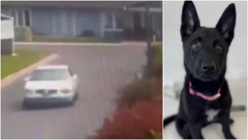Un perrito, de tan sola tres meses, causó indignación en las redes sociales luego de que fuera abandonado en California (EEUU).