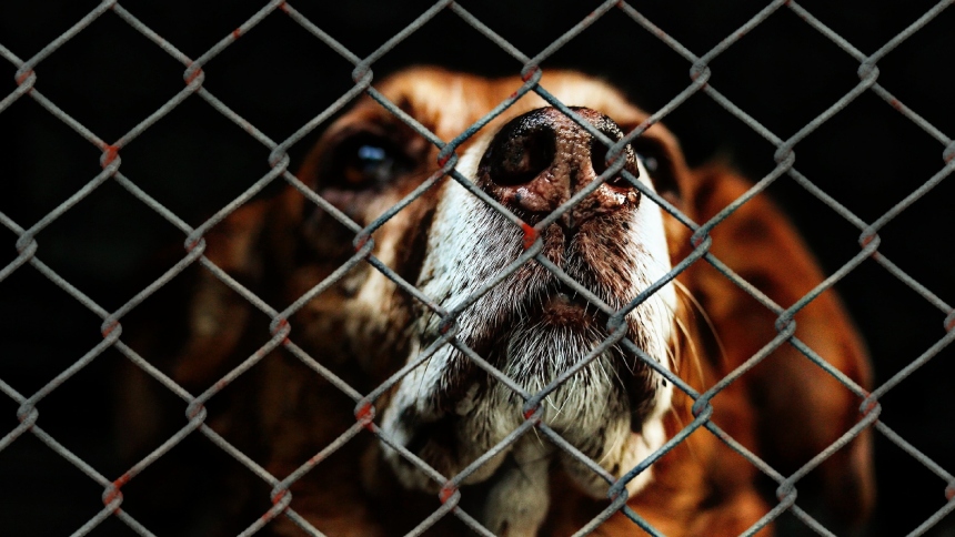 En un impactante caso de abuso animal en Minnesota (EEUU), solo 70 de 250 animales fueron rescatados de condiciones deplorables en un supuesto refugio.  