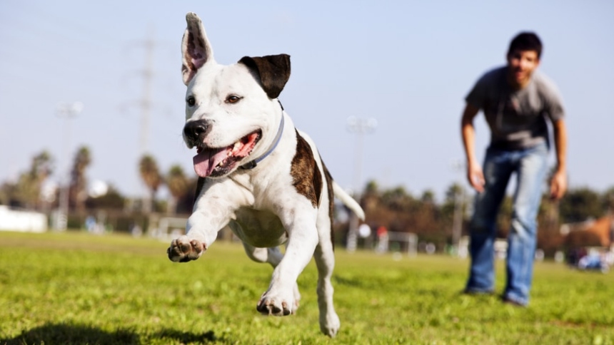 En un emotivo gesto que combina legislación y homenaje, se ha aprobado una nueva ley destinada a prevenir el abandono de perros durante desastres naturales, inspirada en la historia de “Trooper”.  